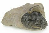 Detailed Hollardops Trilobite - Foum Zguid, Morocco #363169-2